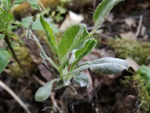 Podosphaera ampla