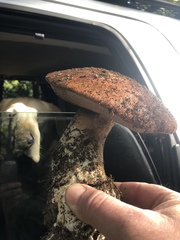 Leccinum manzanitae