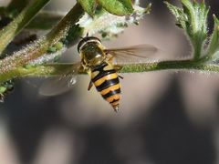 Epistrophe nitidicollis