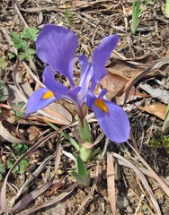 Iris verna