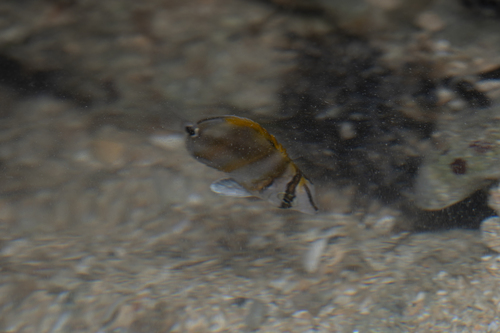 Parachaetodon observed 2026-07-15