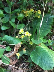 Primula × polyantha
