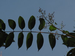 Toxicodendron striatum