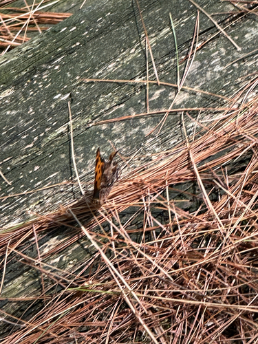 Eastern comma
