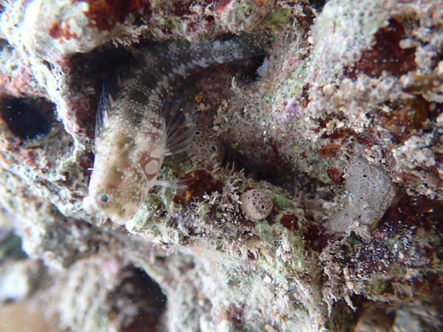 Salarias guttatus observed 2026-07-17