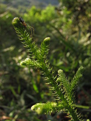 Lycopodiella