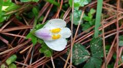 Mazus alpinus