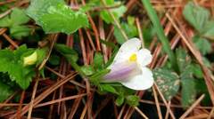 Mazus alpinus