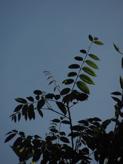 Toxicodendron striatum