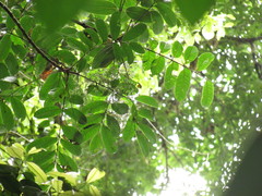 Toxicodendron striatum