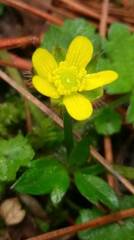 Ranunculus taisanensis