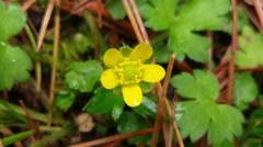Ranunculus taisanensis