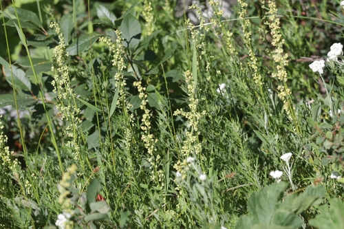 Artemisia michauxiana, photograph 5