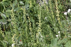 Artemisia michauxiana, photograph author not stated, no rights reserved