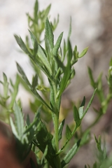 Artemisia michauxiana, photograph author not stated, no rights reserved