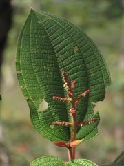 Miconia aeruginosa