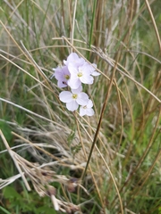 Cardamine pratensis