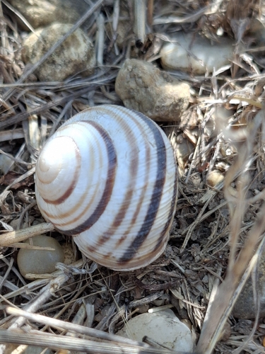 Vineyard Snail