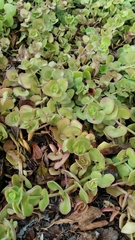 Crassula spathulata