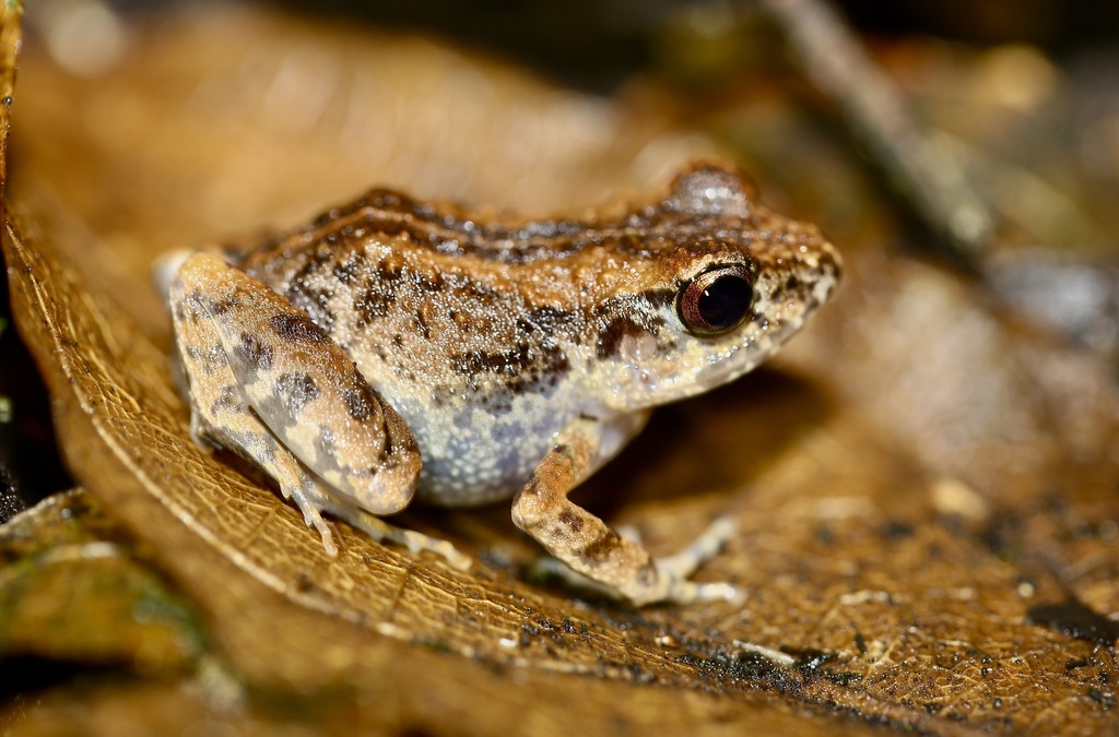 Bioko Squeaker Frog