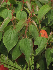 Miconia aeruginosa