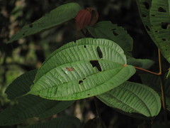 Miconia caudata