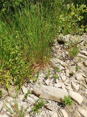 Plantago altissima