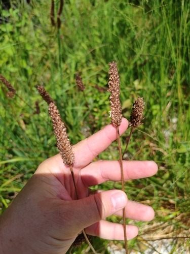 Plantago altissima, photograph 2