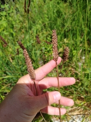 Plantago altissima, photograph (c) Ljaž, some rights reserved (CC BY)