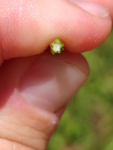 Plantago altissima, photograph 3