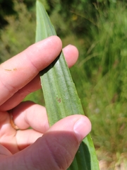 Plantago altissima, photograph (c) Ljaž, some rights reserved (CC BY)