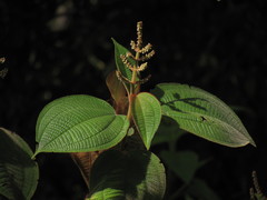 Miconia aeruginosa