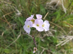 Cardamine pratensis