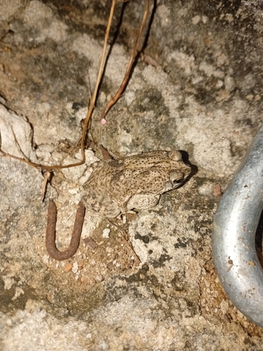 granular toad