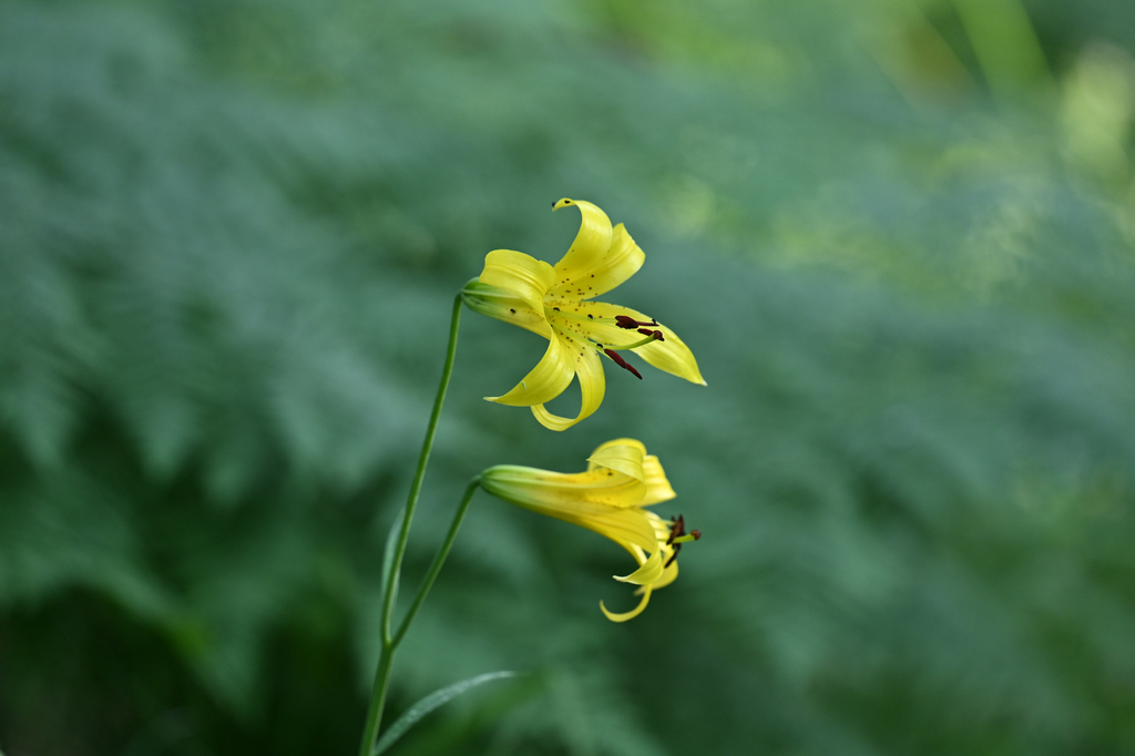 Lilium parryi; photograph (c) Trevor Van Loon, some rights reserved (CC BY)