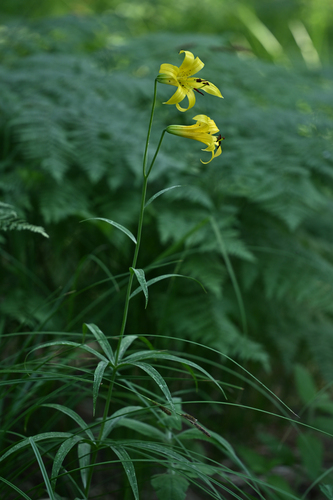Lilium parryi, photograph 6