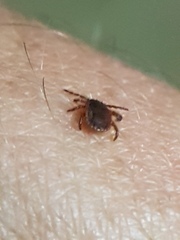 Haemaphysalis punctata