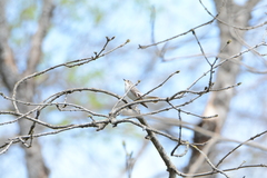 Ficedula semitorquata