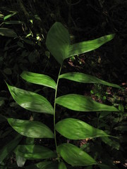 Chamaedorea pinnatifrons