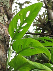 Monstera xanthospatha