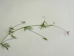 Vicia parviflora