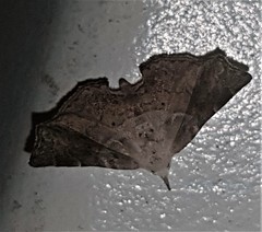 Esthlodora versicolor