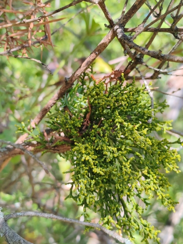 Arceuthobium oxycedri