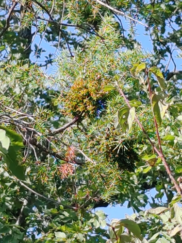 Arceuthobium oxycedri, photograph 2