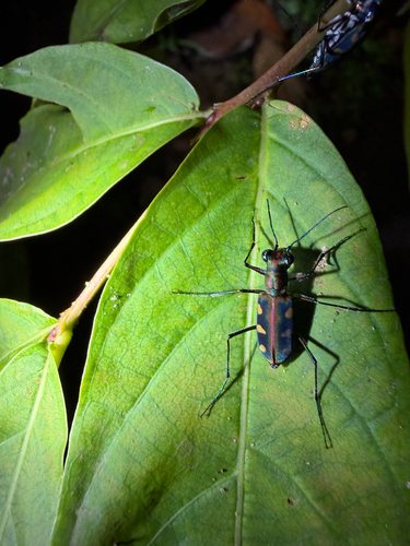 Golden-spotted Tiger Beetle