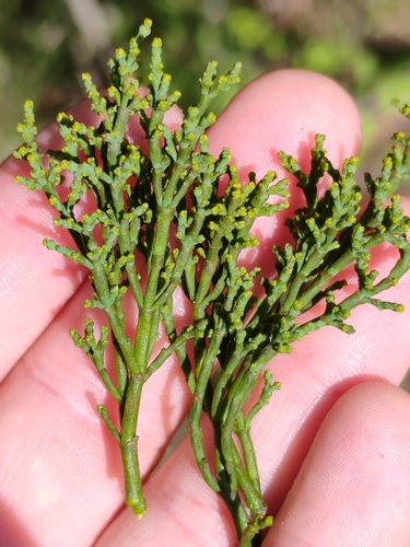 Arceuthobium oxycedri, photograph 3
