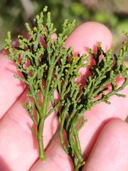 Arceuthobium oxycedri, photograph (c) Ljaž, some rights reserved (CC BY)