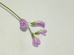 Vicia parviflora