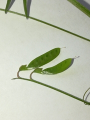 Vicia parviflora