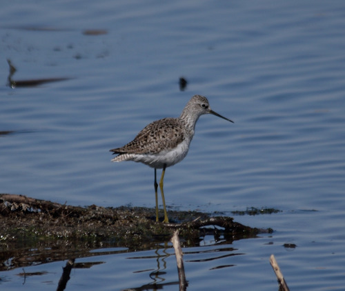iNaturalist image